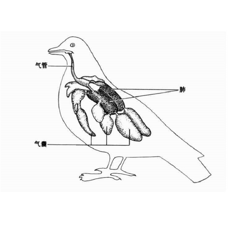 鸽子吸肺机